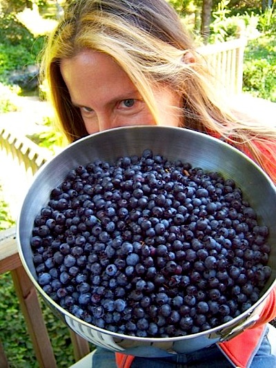 organic blueberries gail potocki michigan